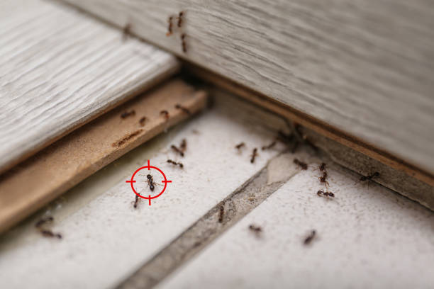 Best Pest Prevention Services  in Fort Hall, ID