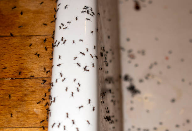 Best Pest Control Near Me  in Fort Hall, ID