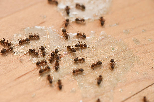 Best Cockroach Control Services  in Fort Hall, ID